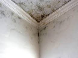 Forensic Mold Investigation in Orland Park, IL