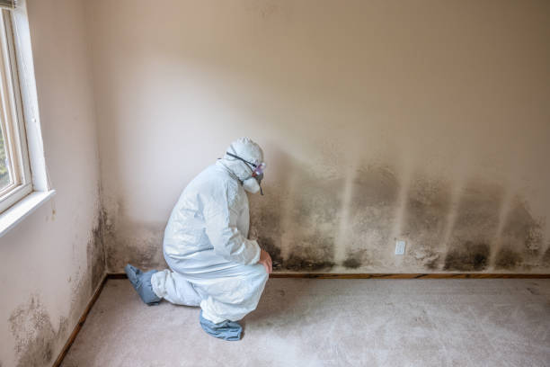 Mold Removal for HVAC Installations in Orland Park, IL