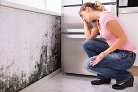 Trusted Orland Park, IL Mold Prevention & Removal  Experts